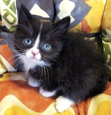 Коты: Британская малышка, девочка, возраст 1.5 мес. Милая добрая кошечка