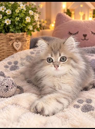 lalafo pişik satışı: Qızıl şinşilla, Dişi, Yaxşı əllərə — 1