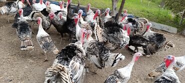 cins inekler: Məhsul: Hind quşları (hindi sürüsü)

Təsvir:
- adres beyleqan satilir