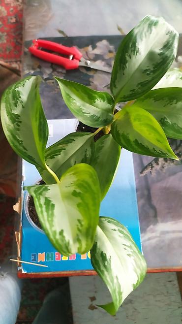 Другие комнатные растения: Продаю цветы — 3