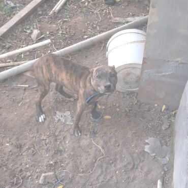 Pişiklər: Pitbul, 3 ay, Dişi, Peyvəndli, Ünvandan götürmə