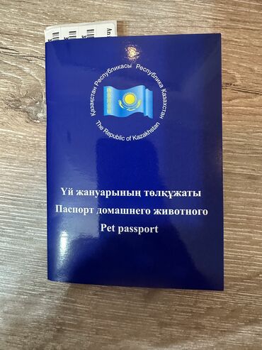 Продажа собак: Сиба-ину, 3 месяца, Самец, С прививкой — 7
