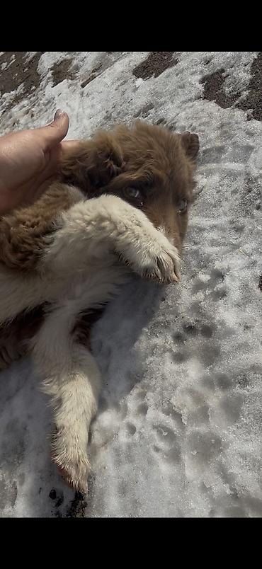 Отдам даром собаку: Собака даром: 3 месяца, Самка — 2