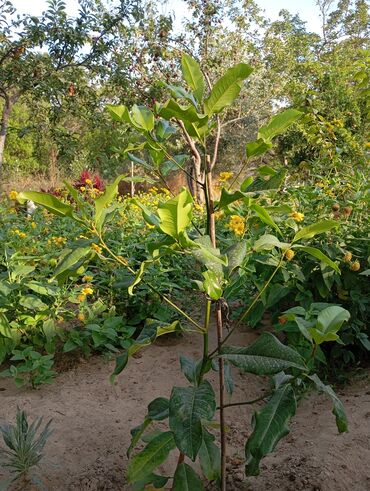 Günlük kirayə evlər: 160 kv. m, 3 otaqlı — 21