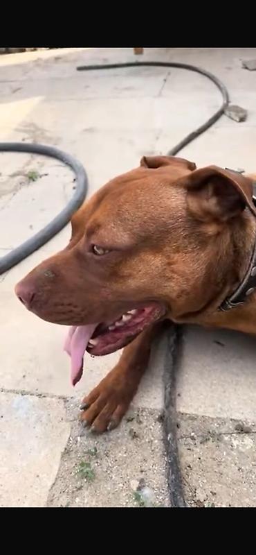 pitbul itlər: Pitbul, Erkək — 4