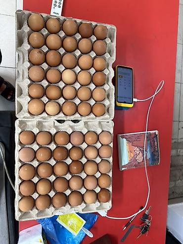 яйца кеклика: Куриные яйца пищевые, категория C1 - Тип: куриные яйца пищевые по — 3