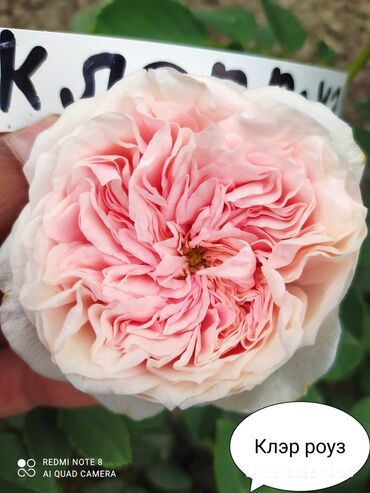 Şitillər: Məhsul: Bağ bitkiləri və meyvə fidanları seçimi - Hibiskus (Rose of — 58