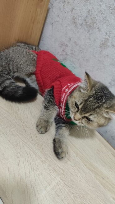 Pişiklər: Qızıl şinşilla, Erkək, Yaxşı əllərə, Ödənişli çatdırılma — 5