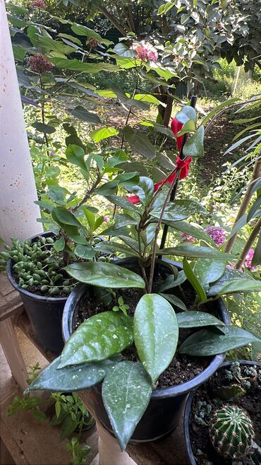 Otaq bitkiləri: Butun guleri endirimnen satiram ancag xanimlara satiw olur cox gul — 2