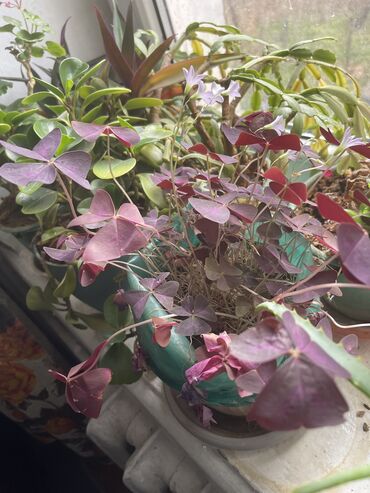 Другие комнатные растения: Продаются комнатные цветы, находится в городе Кант, по 350 сом каждый — 7