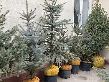 Ель: Продаются местные голубые ели пышной формы, с хорошим земляным комом — 8