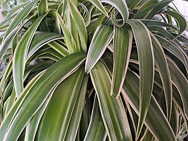 Ostale kućne biljke: Palma Shamadorea sa prve tri slike je 800, Chlorophytum sa cetvrte je — 6