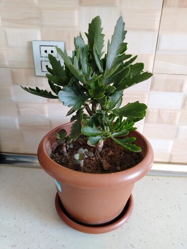 Otaq bitkiləri: Otaq bitkiləri — 15