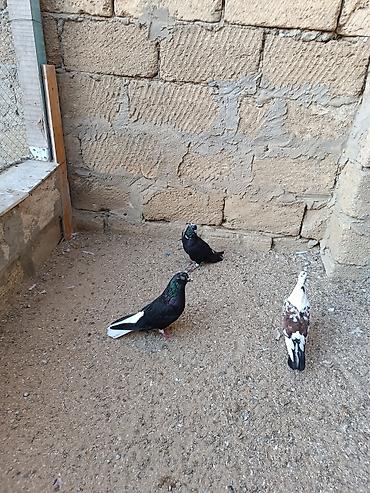 ucuz toyuq satisi: Təmiz qara ağquyruq hazır cüt quşlar bir yerdə satılır cavan qızğın — 1