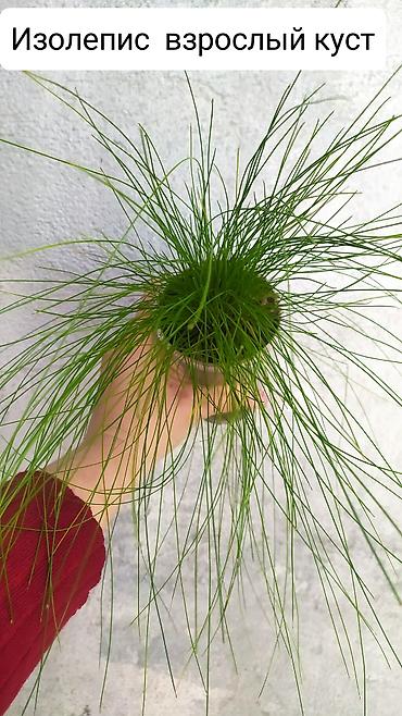 Другие комнатные растения: Продаю цветы — 10