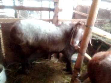 Козы, козлы: Продаю | Козлёнок | Для разведения — 9