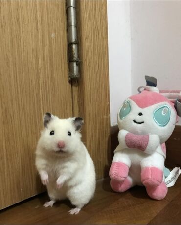 клетка для шиншилл: ПРОДАЮ СИРИЙСКИХ ХОМЯЧКОВ,А ТАК ЖЕ КЛЕТКИ,КОРМ,ОПИЛКИ,ПРОГУЛОЧНЫЕ