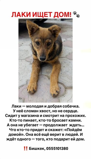 Отдам даром собаку: Собака даром: 7 месяцев, Самка