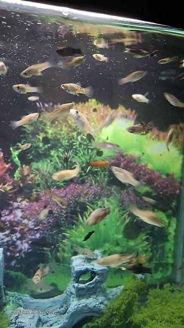 tetra diskus: Akvaryum üçün canlı bitki – fərqli rəngli Moli balaları anaları balaca — 9