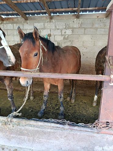 Лошади, кони: Продаю | Жеребец | Рабочий — 12