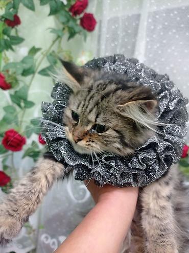 Декоративные ленты и банты: Ошейник-воротник для кошек (юбочка-ruff) - Декоративный воротник для — 5