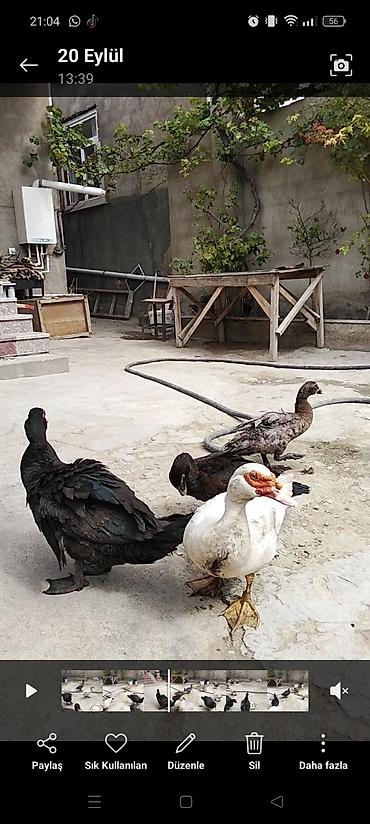 ördək balası haqqında məlumat: Muscovy ördəkləri (Indoutka) – qarışıq rənglərdə sürü - Növ: Muscovy — 2