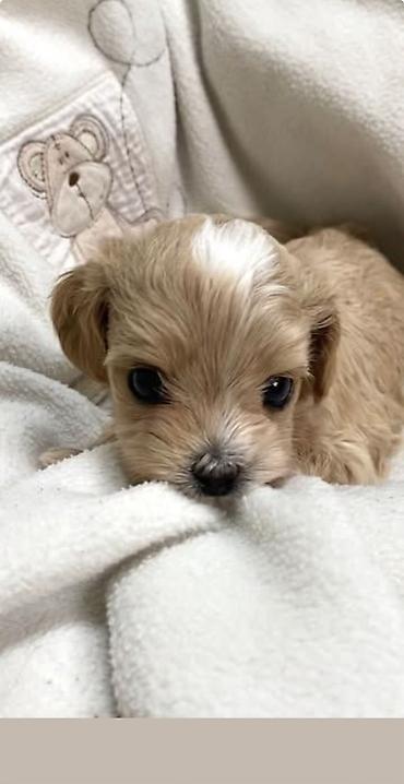 İtlər: Pudel, 2 ay, Erkek, Ödənişli çatdırılma -da lalafo.az — 6 İtlər: Pudel, 2 ay, Erkek, Ödənişli çatdırılma — 6