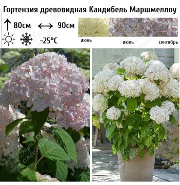 Садовые цветы и кустарники: Саженцы цветка: Гортензии, Бесплатная доставка