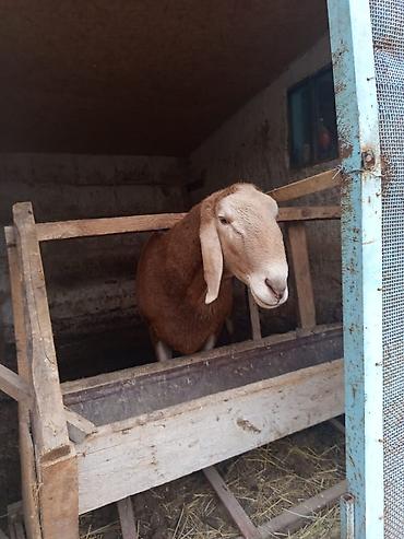 Баран, овца: Продаю | Баран (самец) | Арашан — 5