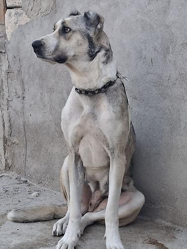 İtlər: Qurdbasar, 2 il, Dişi, Ünvandan götürmə -da lalafo.az — 5 İtlər: Qurdbasar, 2 il, Dişi, Ünvandan götürmə — 5