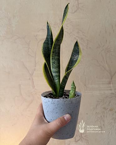 🌿 САНСЕВИЕРИЯ Стильное и неприхотливое комнатное растение, которое