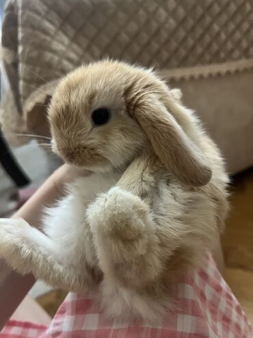dekorativ dovşan: Sallaq qulaq holland mini lop satılır, 2 dənədilər dişidi, eyni