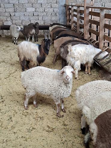 qoyun qiymetleri: Qurbanlıq üçün qoyun-keçi sürüsü - Növ: yerli qoyunlar və keçilər — 4