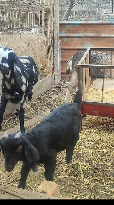 Козы, козлы: Продаю | Коза (самка) | Для молока — 9