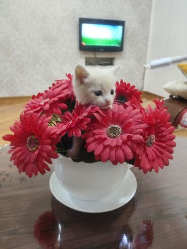Pişiklər: Erkək