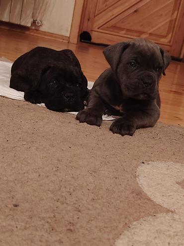 İtlər: Kane-Korso, 1 ay, Sənədli, Ünvandan götürmə, Pulsuz çatdırılma, Rayonlara çatdırılma — 12