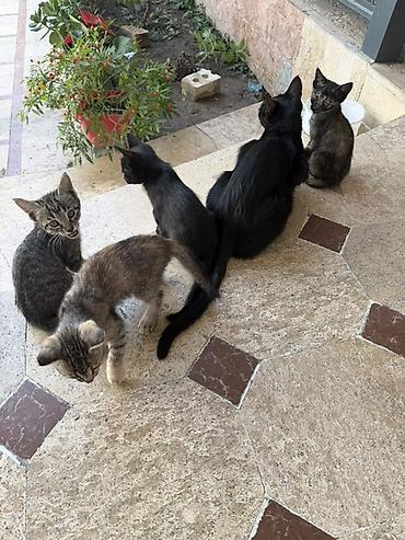 котята ош: Кошка даром: Беспородная, 2 месяца, Девочка — 3