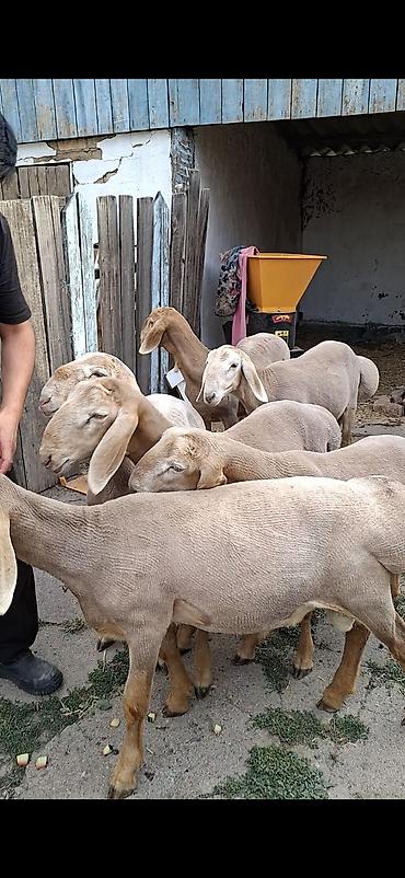 кошки бишкек купить: Продаю | Ягненок, Баран (самец) | Арашан | Для разведения | Племенные — 3