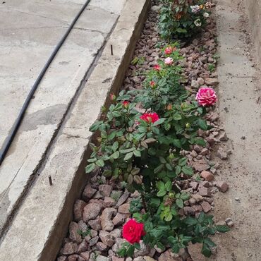 Сельхоз предприятия: Продаю Кошара, 200 соток, Действующий — 17