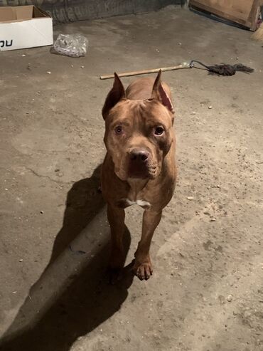 отдам овчарку в хорошие руки: Питбуль, 1 жаш, Эркек, Эмделген