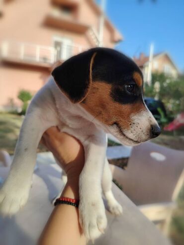 duge cizme je broj: Jack Russell terrier, prelepo štene.   Stara dva meseca, primila i