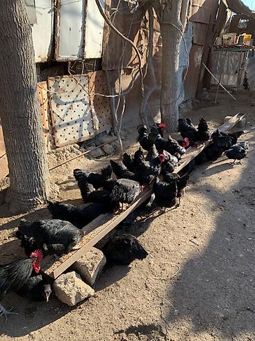 ordək yumurtası: Toyuq, Australorp, Damazlıq, Ünvandan götürmə — 5