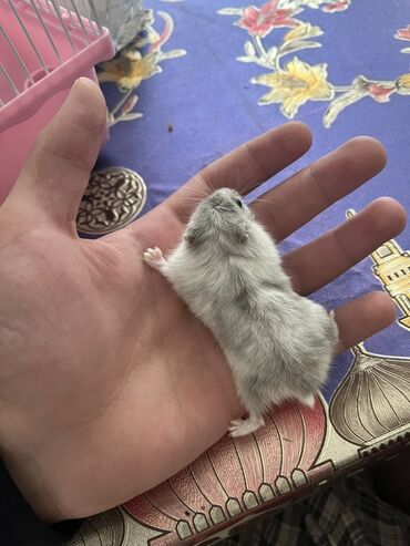 pisiye verilen adlar: Cırtdan hamster – gümüşü‑boz rəngli, tükləri yumşaq və sıx. Kiçik