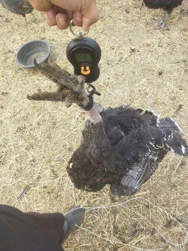 Индюки: Продаю | Индюк (самец) | Полукровка | На забой | Племенные — 9
