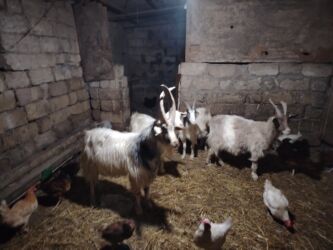 Keçi, çəpiş: Məhsul: Qoyun-keçi təsərrüfatı üçün keçilər Təsvir: - Şəkillərdə uzun — 7