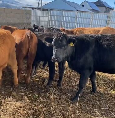 щенки охотничьих собак: Продаю | Тёлка, Музоо, торпок, Корова (самка) | Ангус, Абердин-ангус, Аулиекольская | На забой, Для разведения, На откорм | Не стельные, Осеменитель, После отела