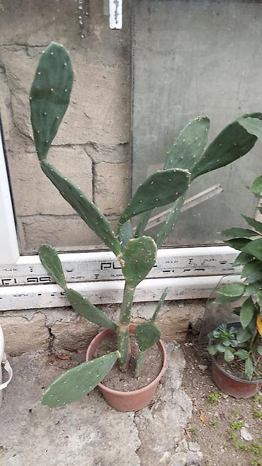 çilədağı bitkisi qiyməti: Satılır: dekorativ saksı bitkiləri dəsti - Schefflera arboricola — 6