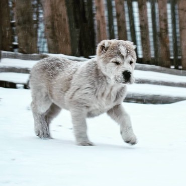 İtlər: Алабай (Alabay) Племенной питомник предлагает щенков среднеазиатской — 5