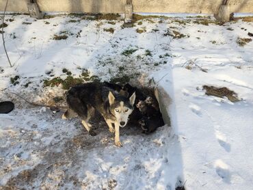 меняю на щенка: Щенки даром . Мама чистая хаски . Есть 9 штук находимся в