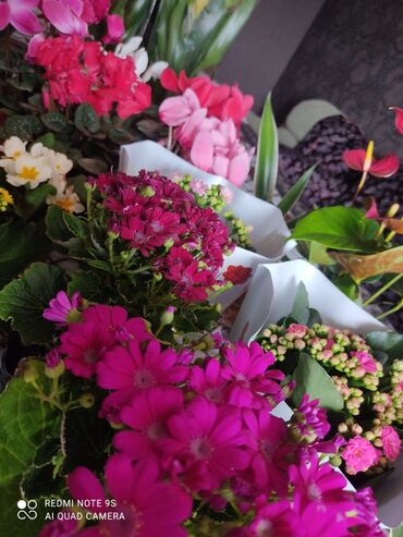 Фиалки: Продаю комнатные цветы в Караколе!